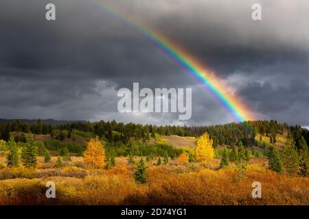 Ein heller Regenbogen, der über Herbstfarben wölbt und Espenbäume und Weidensträucher schmückt. Grand Teton National Park, Wyoming Stockfoto