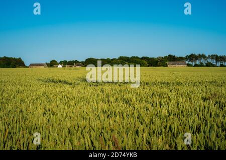 Blick über aufsteigende Gerstenfelder in Richtung einer Farm auf dem South Downs (5) Stockfoto