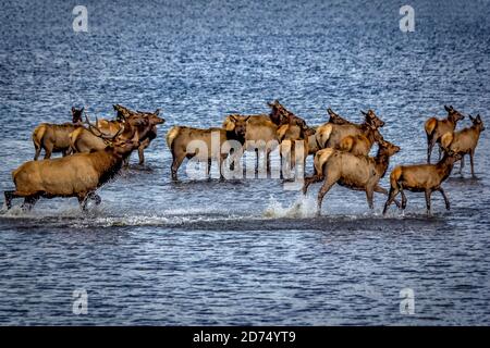 Elch in der Furche am felsigen Berg Nationalpark Stockfoto