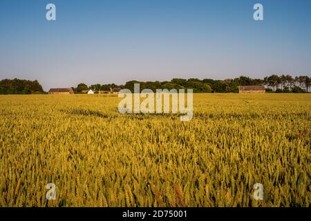 Blick über aufsteigende Gerstenfelder in Richtung einer Farm auf dem South Downs (4) Stockfoto