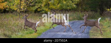 Im Herbst läuft der Weißschwanzhirsch (Odocoileus virginianus) Stockfoto