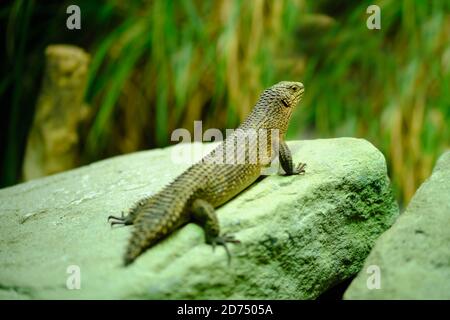 Seitenansicht eines Stokes-Skinks (Egernia stokesii) alias des Gidgee-Skinks, der Silubosaure und Stokes' Egernia. Stockfoto