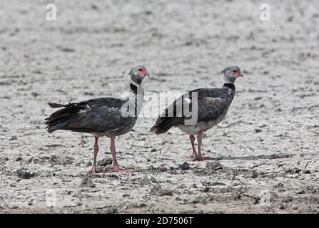 Southern Screamer (Chauna torquata) zwei Erwachsene auf ausgetrockneten Pampas-See Provinz Buenos Aires, Argentinien Januar Stockfoto