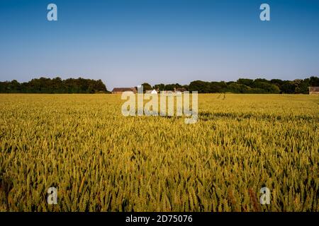 Blick über aufsteigende Gerstenfelder in Richtung einer Farm auf dem South Downs (3) Stockfoto