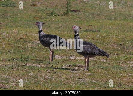 Southern Screamer (Chauna torquata) zwei Erwachsene auf Pampas Grasland Provinz Buenos Aires, Argentinien Januar Stockfoto