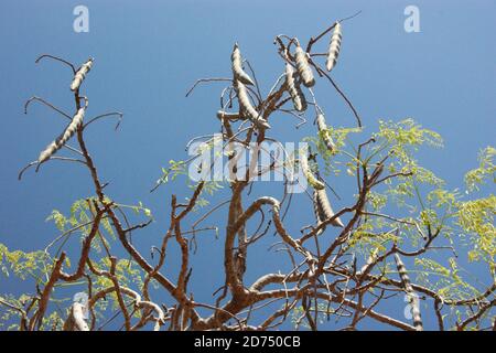 Samenschoten baumeln an den hohen Ästen eines Baobab-Baumes. Stockfoto