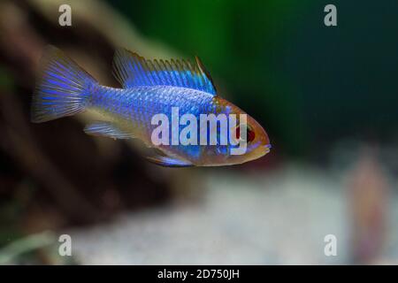 Elektrischer blauer RAM (Mikrogeophagus ramirezi) Stockfoto
