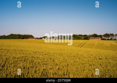 Blick über aufsteigende Gerstenfelder in Richtung einer Farm auf dem South Downs (2) Stockfoto