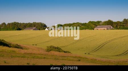 Blick über aufsteigende Gerstenfelder in Richtung einer Farm auf dem South Downs (1) Stockfoto