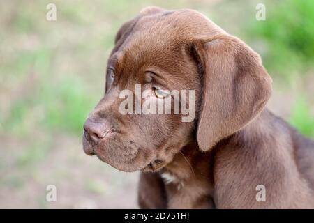 Portrait eines Schokoladenwelpen Labrador Retriever Mix Stockfoto