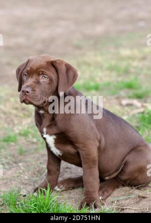 Chocolate Labrador Retriever mischen Welpen, die sich nervös an einem Hundepark Stockfoto