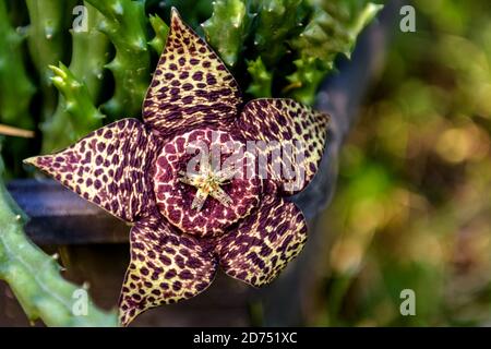 Frische blühende Blume einer Stapelia Orbea Variegata, dekorative Gartenpflanze. Selektiver Fokus. Stockfoto