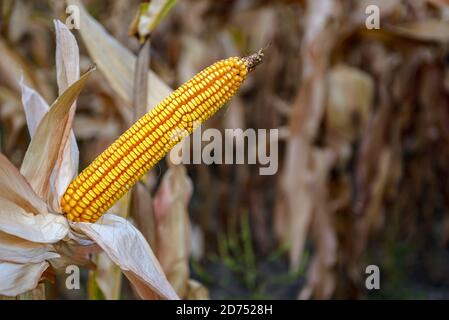 Reife Mais auf dem Stiel in einem Feld bereit für die Ernte. Selektiver Fokus. Stockfoto
