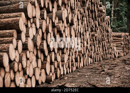 Frisch geschnittene Holzstämme im Wald warten auf Transport und Verarbeitung. Holzeinschlag. Nahaufnahme der Stämme von gefällten Bäumen. Stockfoto