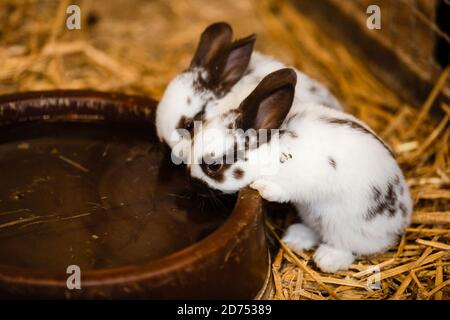 Zwei weiße Kaninchen Trinkwasser aus gebackener Tonscheibe. Selektiver Fokus auf das Kaninchen Stockfoto