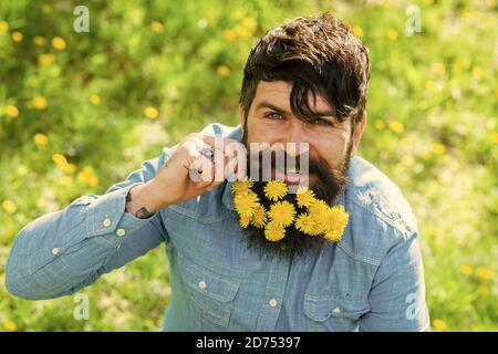 Sandelion, barber und Friseur. Blumenmode und Schönheit. Gebärter Flusspferd genießen Sie sonnigen Tag. Glücklicher Mann mit Blume im Barthaar. Kahlheit und Haarausfall Konzept. Saison des Sommers und Frühlings. Stockfoto