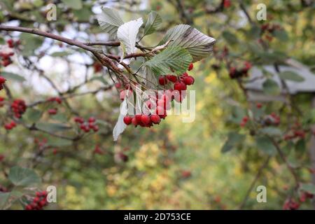 Schöne rote Beeren reifen auf den Zweigen Stockfoto