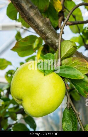 Reverend Wilks Kochen Äpfel wachsen in einem britischen Garten Stockfoto