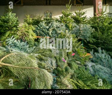 Weihnachtsbaum Verkauf auf dem Bauernhof. Frisch gefällte Tannenbäume und eine große Auswahl an Tannenzweigen können vom Kunden ausgewählt werden. Nordmann, Tanne silber, b Stockfoto