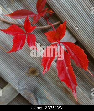 Red Virginia Kriechgang. Hintergrund ist ein alter Holzzaun. Parthenocissus quinquefolia Stockfoto