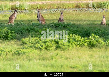 Wallabies in a Field, Northern Territory, Australien. Stockfoto