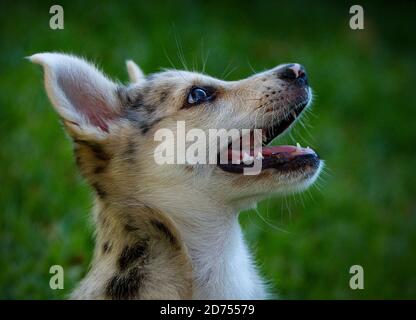 Kleiner Border Collie Blue Merle Welpe in verschiedenen Situationen Stockfoto