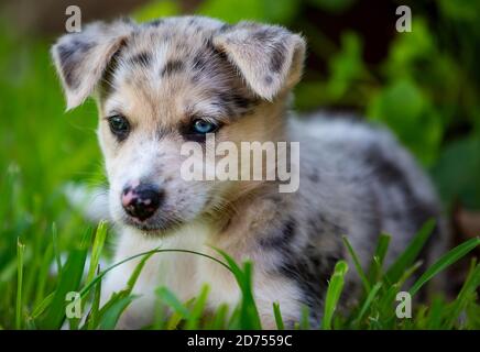 Kleiner Border Collie Blue Merle Welpe in verschiedenen Situationen Stockfoto