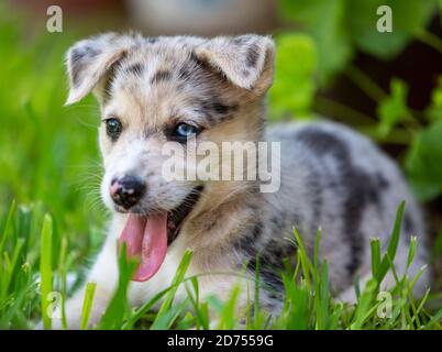 Kleiner Border Collie Blue Merle Welpe in verschiedenen Situationen Stockfoto