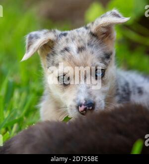 Kleiner Border Collie Blue Merle Welpe in verschiedenen Situationen Stockfoto