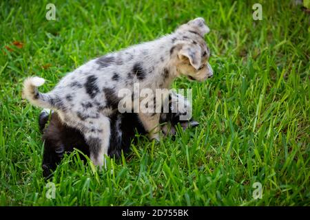 Kleiner Border Collie Blue Merle Welpe in verschiedenen Situationen Stockfoto