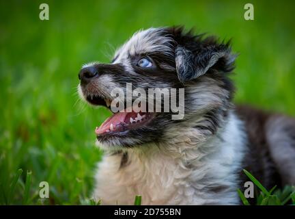 Kleiner Border Collie Blue Merle Welpe in verschiedenen Situationen Stockfoto