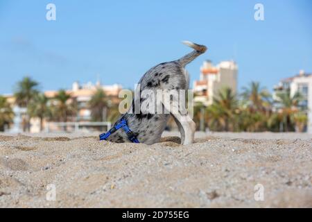 Kleiner Border Collie Blue Merle Welpe in verschiedenen Situationen Stockfoto