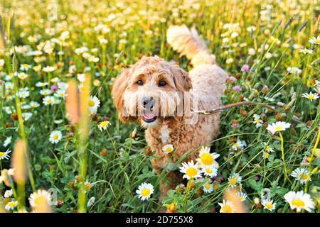 Ein niedlicher Hund bei Sonnenuntergang Spaß als Welpen in einem Park Stockfoto