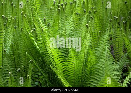 Junge hellgrüne Dickichte von Farn mit geschnitzten Blättern, die in Curlicues enden, wurde im Frühling erschossen. Natürliche Bio-Pflanze Hintergrund von Farnen. Stockfoto