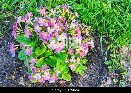 Busch von Garten Primrose Blüten von hellen lila Farbe, wächst auf einem Bett vor dem Hintergrund von Erde und Gras. Stockfoto