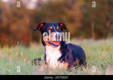 Porträt des appenzeller Berghundes, auf dem Herbstfeld liegend, natürliches Licht Stockfoto