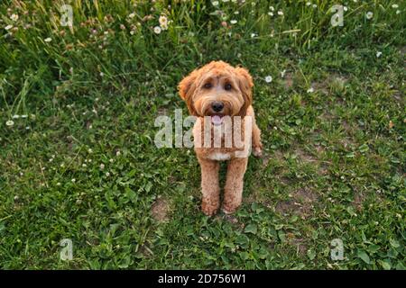 Ein niedlicher Hund bei Sonnenuntergang Spaß als Welpen in einem Park Stockfoto