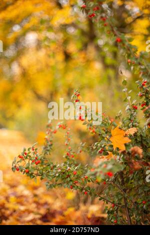 Rote Beeren auf einem Busch oder Strauch mit starken Herbst oder Herbst Farbe im Hintergrund mit gefallenen Blättern auf dem Boden, England Großbritannien Stockfoto