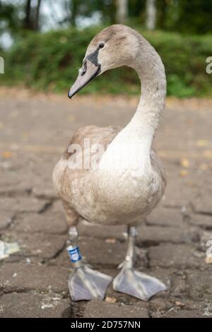 Porträt eines Jugendlichen Stummen Schwans oder Cygnet, England Stockfoto