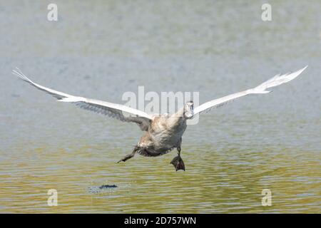Stumme Schwan cygnet oder juvenile Fliegen, im Flug, cygnus olor. England GB Stockfoto