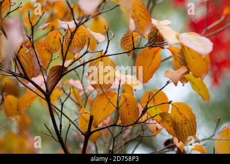 Orangefarbene Herbstblätter vor rotem Hintergrund Stockfoto