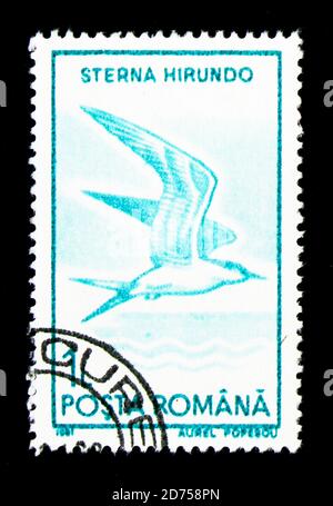 MOSKAU, RUSSLAND - 25. NOVEMBER 2017: Eine in Rumänien gedruckte Briefmarke zeigt Gemeine Tern (Sterna hirundo), Wasservögel Serie, um 1991 Stockfoto