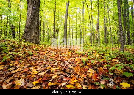 Weg durch bunten Herbstwald Stockfoto