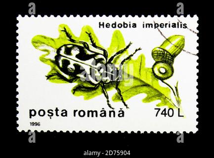 MOSKAU, RUSSLAND - 25. NOVEMBER 2017: Eine in Rumänien gedruckte Briefmarke zeigt Wood Borer (Hedobia imperialis), Käferserie, um 1996 Stockfoto