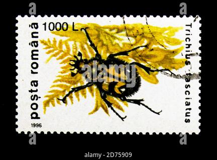 MOSKAU, RUSSLAND - 25. NOVEMBER 2017: Eine in Rumänien gedruckte Briefmarke zeigt Bee Bee Beetle (Trichius fasciatus), Beetles Serie, um 1996 Stockfoto