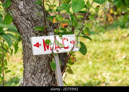 Ein handgemachtes Schild, das anzeigt, wo Macintosh Äpfel in einem Vermont Orchard sind. Stockfoto