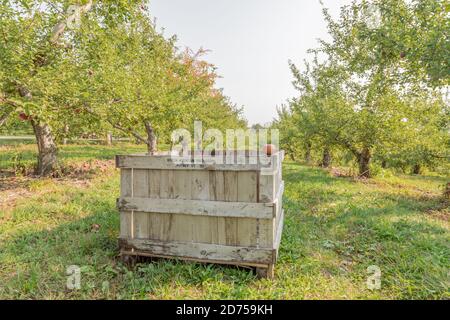 Hölzerne Apfelkiste bei Green Mountain Orchards in Putney Vermont Stockfoto