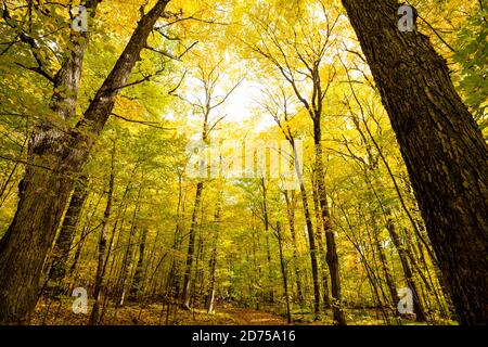 Blick auf bunte Herbst Wald Baldachin Stockfoto