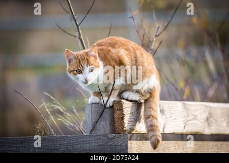 Rot gestromt junge kater sitzt auf einem Holzzaun Stockfoto