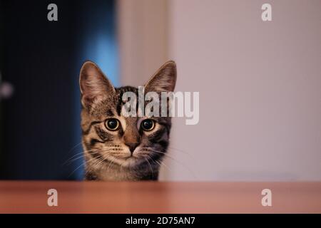 Eine kleine graue Hauskatze schaut neugierig über die Küche Arbeitsplatte Stockfoto